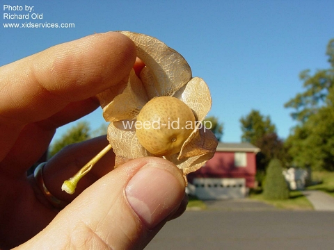 apple-of-Peru